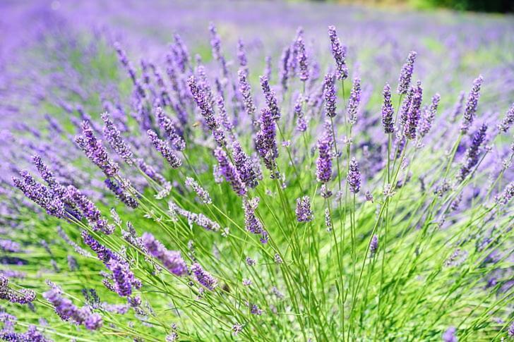 Apartment Lavanda Molat Buitenkant foto